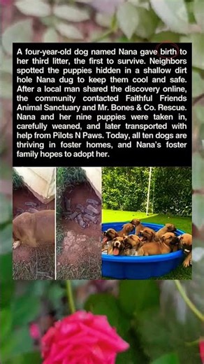 A four-year-old dog named Nana gave birth to her third litter, the first to survive.