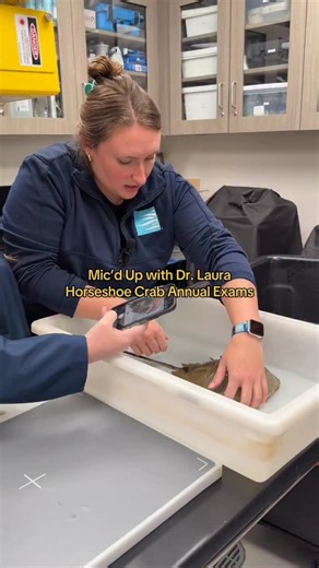 What’s better than horseshoe crabs? Dr. Laura’s fun commentary while examining horseshoe crabs! A group of horseshoe crabs from our Boneyard Beach Touch Tank experience recently received their biannual exams. These twice-a-year veterinary examinations include a physical exam, measurements, weights, radiographs and blood draw to make sure these cuties are in tip-top shape! . . . #aquarium #southcarolinaaquarium #veterinarycare #vetmed #wildlifemedicine #horseshoecrabs | South Carolina Aquarium