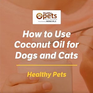 Coconut oil for pets? It’s a YES! 🥥🥥 http://bit.ly/3qQKpDQ | Dr. Karen Becker