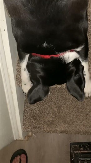 2:AM Ruby zoomies on the stairs