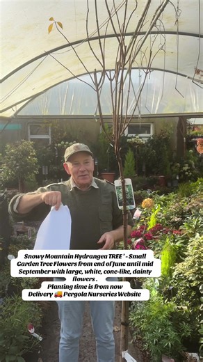 #add WEBSHOP . https://pergolanurseries.ecwid.com .. Snowy Mountain Hydrangea TREE ' - Small Garden Tree Flowers from end of June until mid September with large, white, cone-like, dainty flowers . Planting time is from now .. Available in WEBSHOP https://pergolanurseries.ecwid.com ALL IRELAND DELIVERY 🚚 32 Counties Pergola Nurseries Garden Corner, Virginia, Co Cavan “A gardeners oasis of quality plants “ Open Tuesday to Saturday 10.3-5 Open Sundays 2-5 #fyp #grow #garden #gardening
