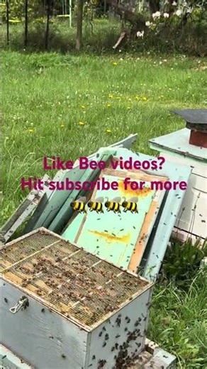 Smoke and Bees: Why It Works (and Why They Hate It)