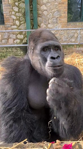 Secrets of Silverback Gorillas: Why They Have Hairy Arms