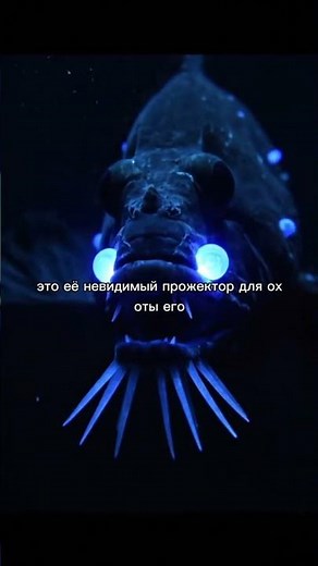 Перед нами Idiacanthus atlanticus чёрная рыба-дракон.#deepsea#oceanmysteries