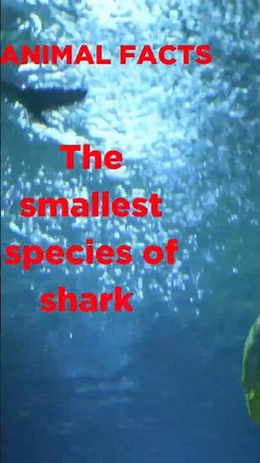 Meet the World's Tiniest Shark: The Dwarf Lantern Shark! 🦈🔦🌟 #animalfacts #facts
