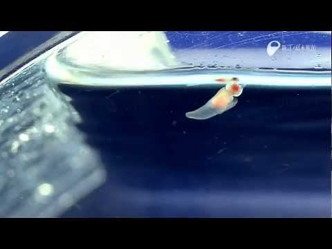 バッカルコーンが出た！クリオネ - It looks like sea angel catches bait like the devil