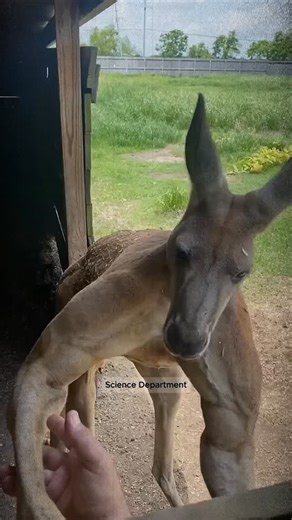 Strongest Animals on Earth💪 #strongestanimals #strong #animals #biology #science | Science Department