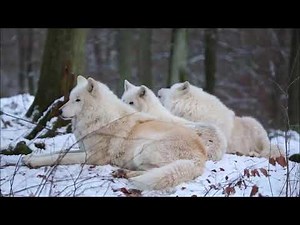 Trois Magnifiques Loups Arctiques qui Hurlent