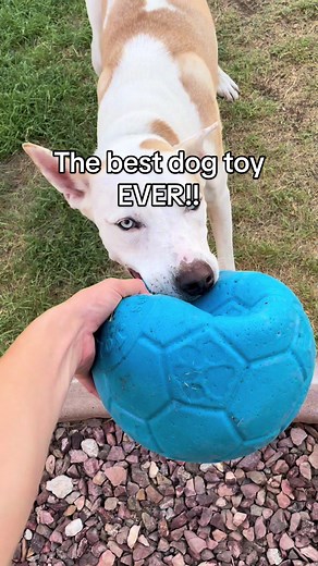 Durable Dog Soccer Ball Toy Review