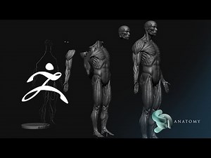 Male Anatomy Ecorche Sculpting in Zbrush Core (Complete Tutorial)