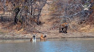 Whoop whoop! It's a hyena pool party at Jabulani Safari #animals #nature #wildlife #hyena #safari #Jabulani #Africam | Africam