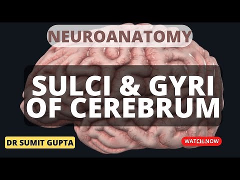 SULCI & GYRI OF CEREBRUM
