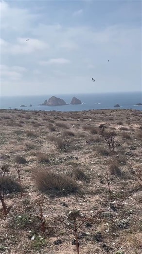 Like wildflowers, allow yourself to grow where no one expected you to. #travel #portugal #oceanlife