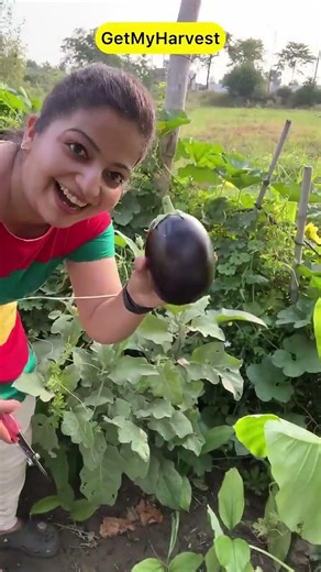 Organic Vegetable Harvesting | Asli Hai Ya AI? 😲 Huge Brinjal Harvesting! 🍆