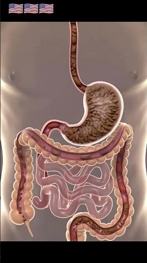 🧬 Digestive System 3D Animation | How Your Body Digests Food (USA Health Education)
