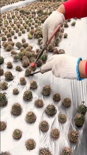Growing Cactus Ball to Harvest Flowers for Food #farmingtech