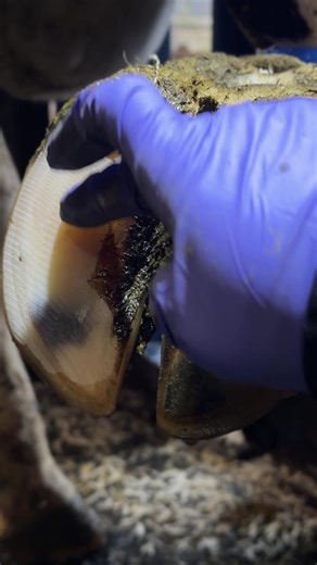 Surprising Farm Discoveries: What’s Inside?