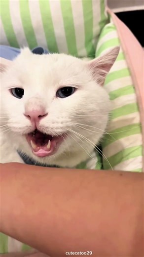 funny cats 🤣 #funny #cutecates #cat #pets #animals