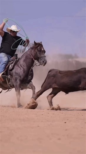 AQHA One fabulous vintage. Contracts available #horsepeople #stud #stallion #aqha #teamroping