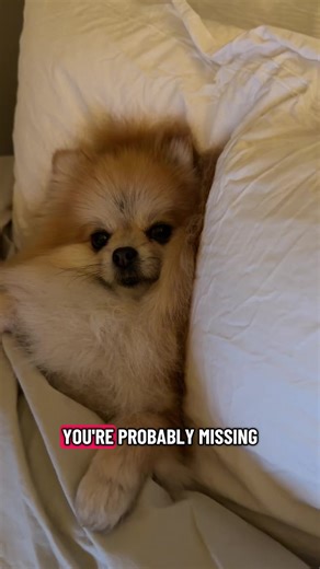 Heartwarming Moments with Pomeranian Dogs