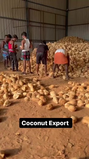 How to Export coconut Success story of Coconut Export Step by step process to Export coconut Step 1: Sorting and Choosing Good CoconutsFirst, we pick the best coconuts by size and quality. We only select the ones that meet the rules for exporting.Step 2: Picking Coconuts CarefullyNext, we collect these chosen coconuts very carefully. They need to be just right - not too old or too young - to be good for exporting.Step 3: Packing Coconuts in BoxesThen, we put these coconuts into boxes for travel.