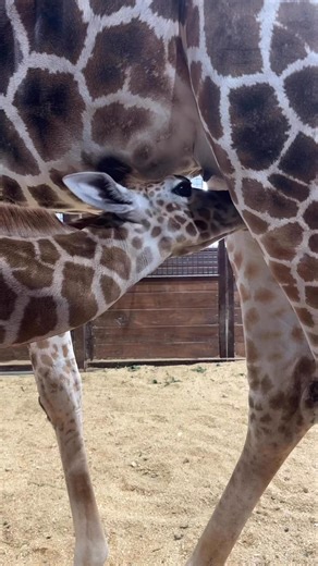 Did you know that a baby giraffe (calf) typically drinks about 4 to 6 liters (1 to 1.5 gallons) of milk per day during its first few weeks of life? #giraffes #finnthegiraffe | Highpoint Haven