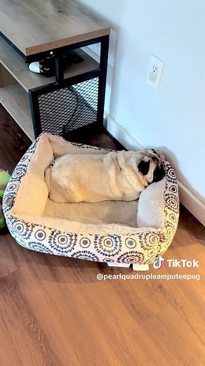 Ethical Pug Breeding: Breeding a Pug Without Legs?