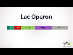 Lac operon/ genes of lac operon/ Genetics / Lactose metabolism/ E. coli / Expression of genes