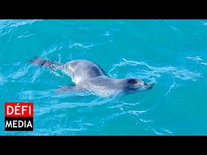 À Trou-d’Eau-Douce : un bébé phoque aperçu dans les eaux