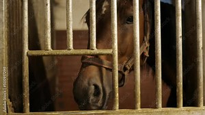 horse head horse stallion in stable, metal bars cage