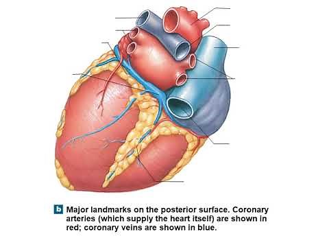 Anatomy of the Heart and Blood Vessels (Cardiovascular) | Basic Medical Material