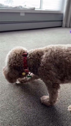 Goldendoodle Luna's Adorable Dance with a Juice Bottle #DogDancing #GoldendoodleFun
