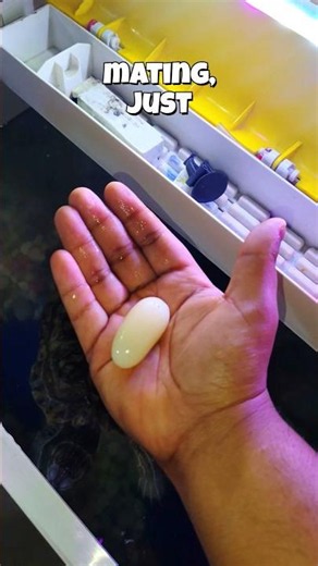 Unexpected! My Pet Turtle Laid an🥚 Egg Today #turtle #turtlewatching #tortoise 🐢