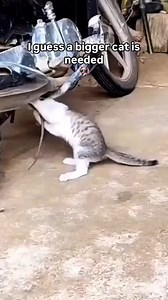 465 reactions · 20 shares | Not a Mouse, a Mini Godzilla!  . . . . . #reels #funnycats #cat #comic #cats #funny #catlover #fyp #reelsinstagram #comics #catsofinstagram | Funpawsplace | Facebook