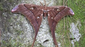 Hercules Moth rest on a tree Queensland Australia. Stock Video