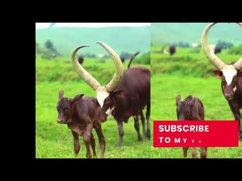 Inside BIGOGWE: Rwanda’s hidden paradise everyone is rushing to visit!!!