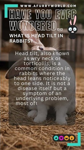 What is head tilt in rabbits?