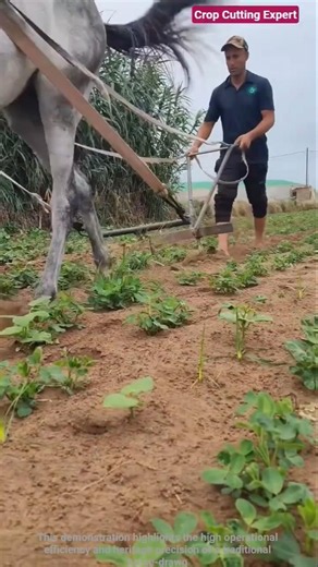 🐴🟫 Traditional Horse-Prawn Plowing and Inter-Row Crop Weeding Operation