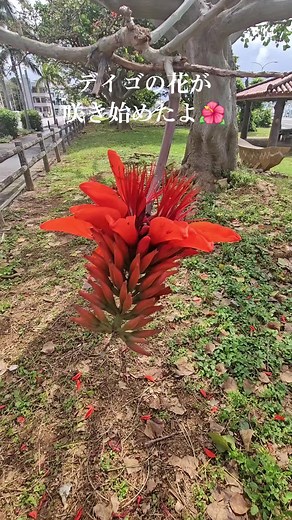 沖縄の県花デイゴの魅力