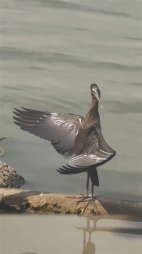 ఈ పక్షి నీటిలో పాములా మారుతుంది! 😳 Snake Bird అసలు రహస్యం 🐦🐍