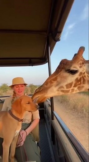 Cutest Safari Friendship Ever! 🦒❤️🐶