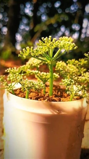 How to grow beautiful white flowers at home - Easy flowers preparation 🍀#flowers #nature #gardening