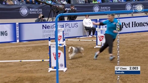 124K views · 3K reactions | Swindle sweeps the competition! 磊 This Shetland Sheepdog has taken home the 12" title! #AKCNationalAgilityChampionship | American Kennel Club | Facebook