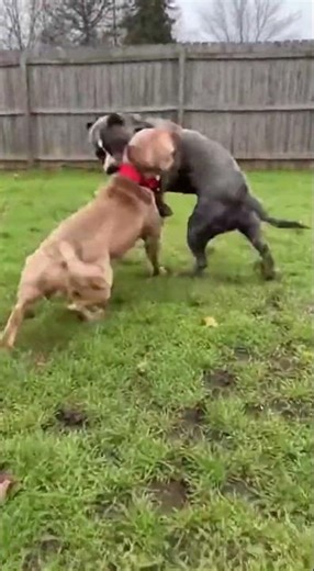 Crazy Fight Breaks Out Between Two Pit Bulls #wildlife #dog #animals
