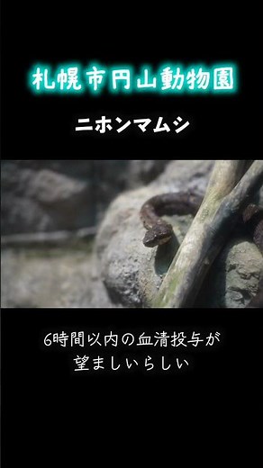 円山動物園2025 ニホンマムシ[あなたの足元に]