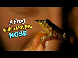 Pinocchio Frog: The Weirdest Frog You've Never Seen!