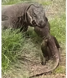 Komodo dragon 🐉 swallow a Komodo dragon 🐉 | Gavin Gordon