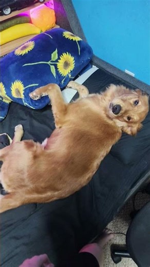 why she using my pillow😭