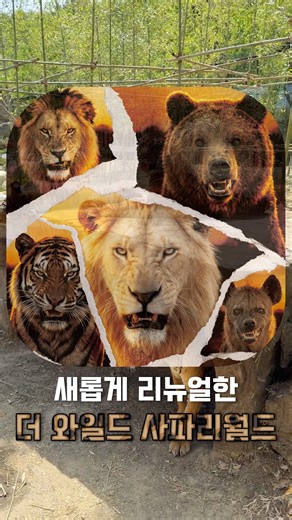 1년의 기다림 끝에 완전히 바뀐 '사파리월드: 더 와일드' #에버랜드 #더와일드사파리 #사파리 #놀이공원 #사파리월드 #어린이날 #아이와가볼만한곳
