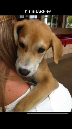 Just took a DNA test turns out I’m 100% loved @Embark Dog DNA Test #dog #dna #humanesociety